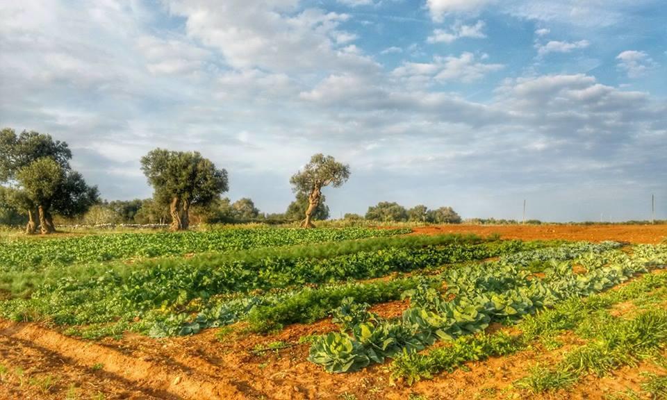 Masseria La Lizza - Ospitalita Rurale Lecce Kültér fotó
